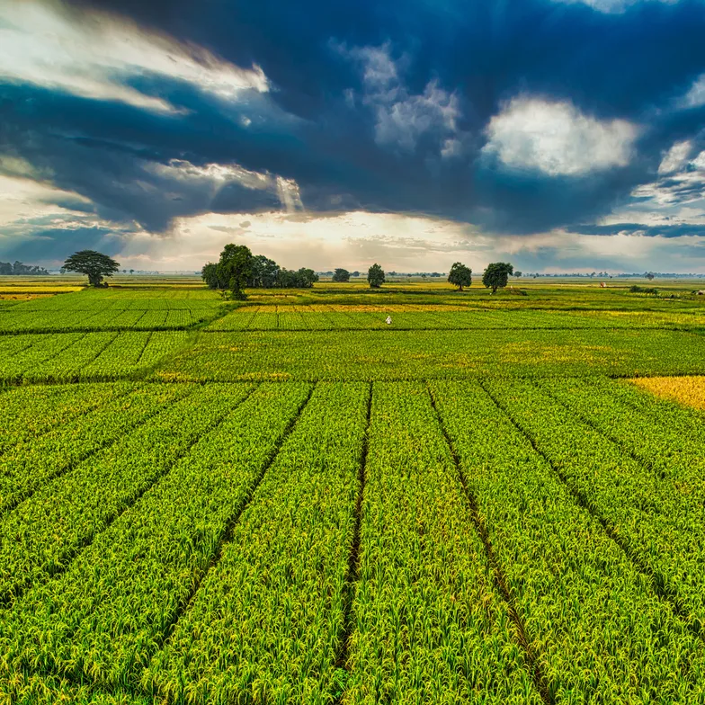 Agricultura